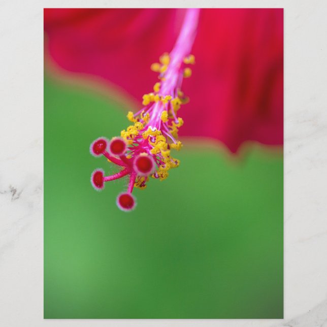 Papier hibiscus (Devant)