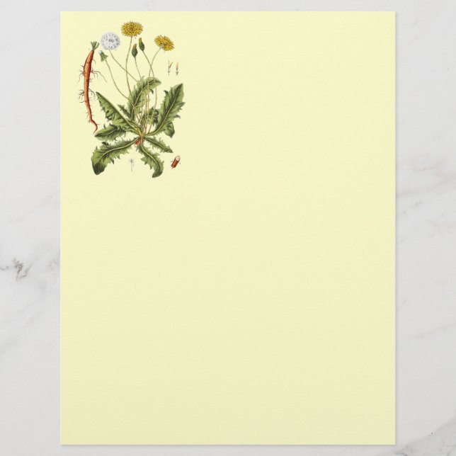 Papier Illustration vintage du Dandelion (Devant)