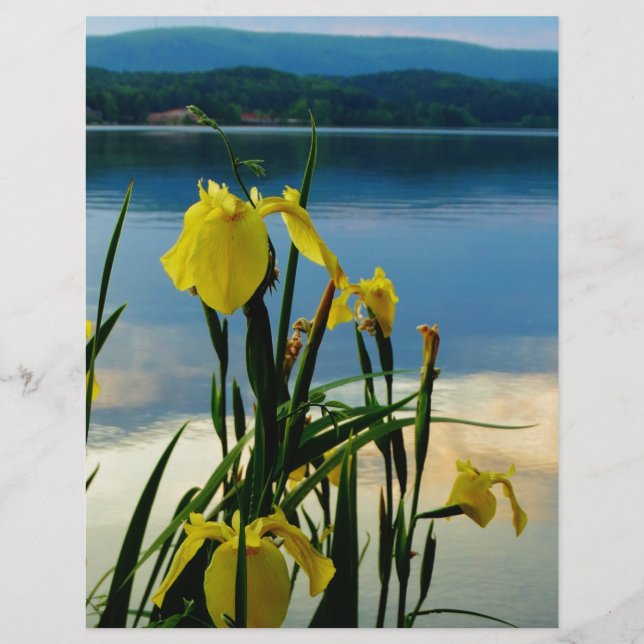Papier Iris jaune à Lake Shore (Devant)
