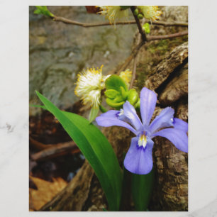 Papier Iris nain à crête fleur bleue violette blanche