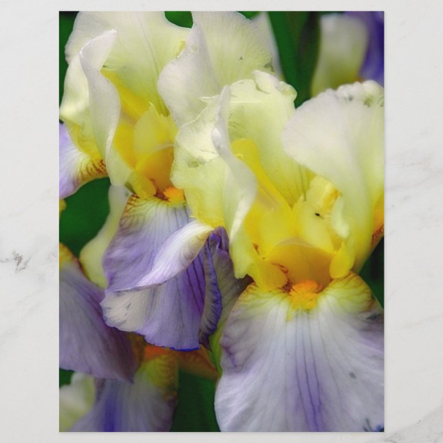 Papier Iris violet et jaune (Devant)