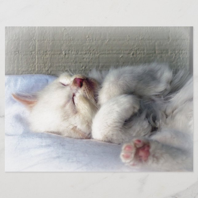 Papier Kitten endormi (Devant)