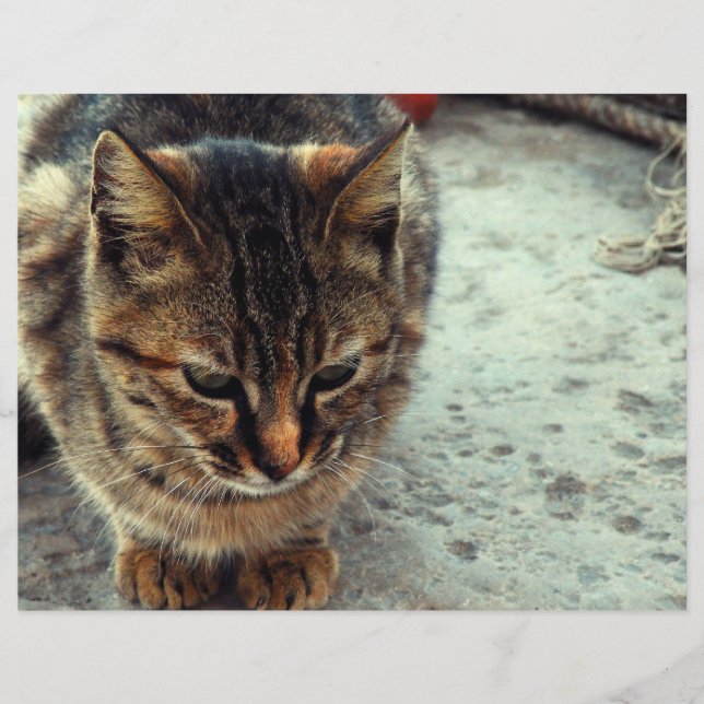 Papier Kitty (Devant)
