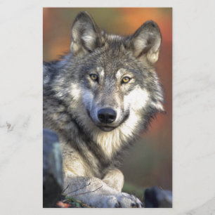 Papier Le loup