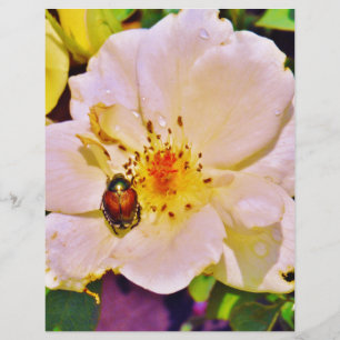 Papier Le scarabée japonais sur la rose blanche