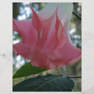 Papier Les anges roses trompette fleur