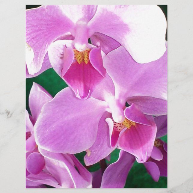 Papier Les fleurs d'orchidées se ferment en rose (Devant)