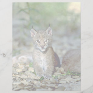 Papier lynx eurasien, jeune chet