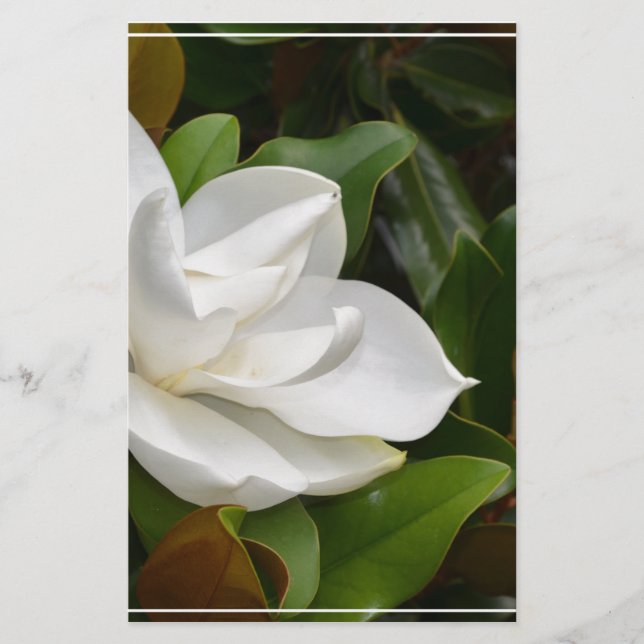 Papier Magnolia blanc (Devant)