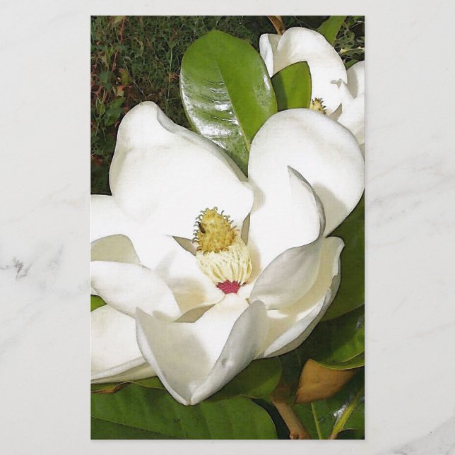 Papier Magnolia blossom (Devant)