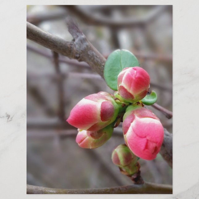 Papier minuscules bourgeons rouges (Devant)