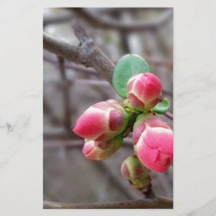 Papier minuscules bourgeons rouges