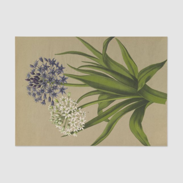 Papier Mousseline 1 Scilla Peruviana 2 Scilla Peruviana Alba (Recto)