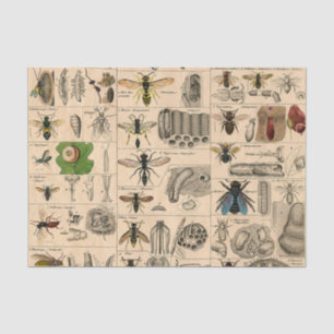 Papier Mousseline Abeille Insecte Bug Wasp Histoire naturelle abeill