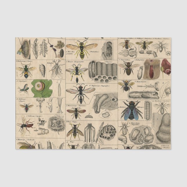 Papier Mousseline Abeille Insecte Bug Wasp Histoire naturelle abeill (Recto)