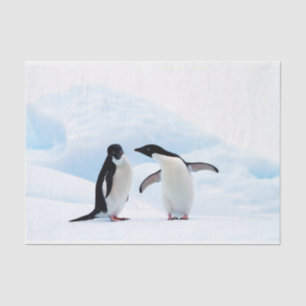 Papier Mousseline Adelie Penguins