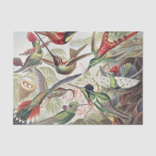 Papier Mousseline Affiche vintage d'Ernst Haeckel représentant des c