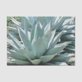 Papier Mousseline Agave Plante Succulent Cactus Vert sauge gris