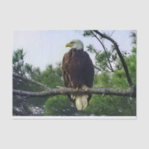 Papier Mousseline Aigle mûre majestueux perché dans l'arbre