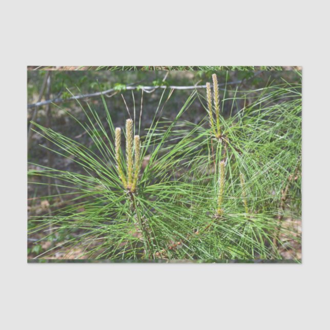 Papier Mousseline Aiguilles de pin par Kenneth Yoncich (Recto)