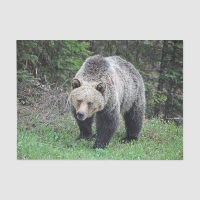 Papier Mousseline Alaska Grizzly Bear Photo de la faune (Recto)