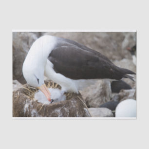 Papier Mousseline Albatross with a chick