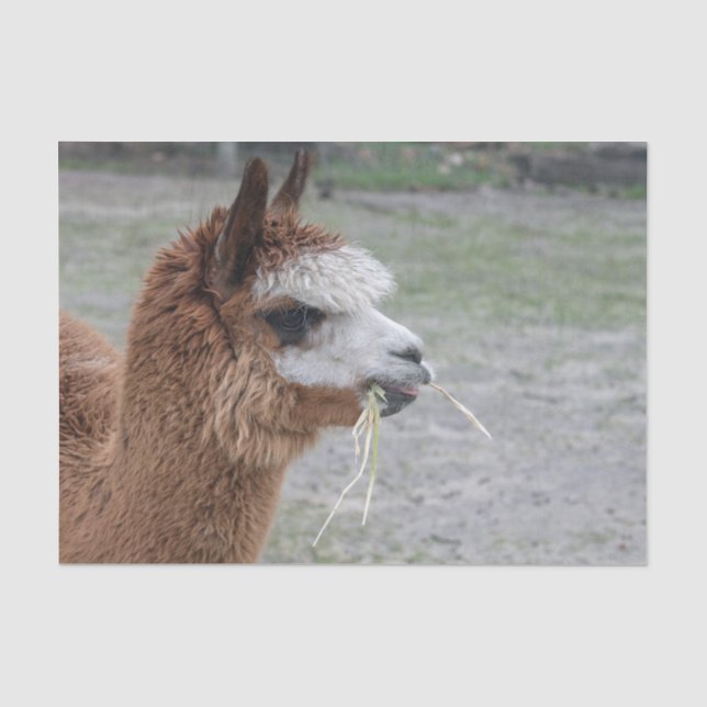 Papier Mousseline Alpaca Mangeant du foin Photo Animal (Recto)