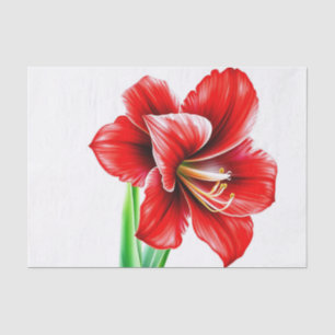 Papier Mousseline Amaryllis rouge vif en aquarelle