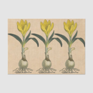 Papier Mousseline Amaryllis Tulip Jardin Botanique Fleur