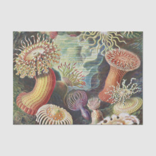 Papier Mousseline Anémones de mer, Actiniae Seeanemonen Ernst Haecke