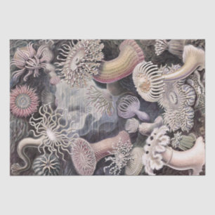 Papier Mousseline Anémones sous-marines par Ernst Haeckel