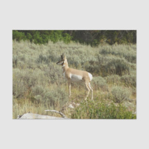 Papier Mousseline Antilocapre dans le parc national de Grand Teton