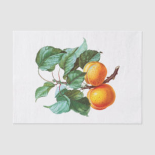 Papier Mousseline Apprentissage sur une branche