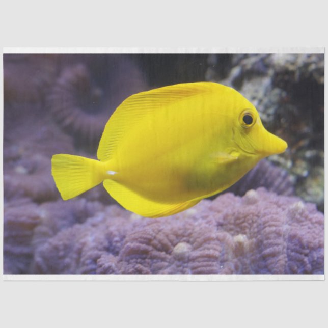 Papier Mousseline aquarium citron papier de tissu de poisson (Recto)