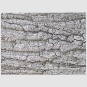 Papier Mousseline Arbre 5 - Écorce de chêne