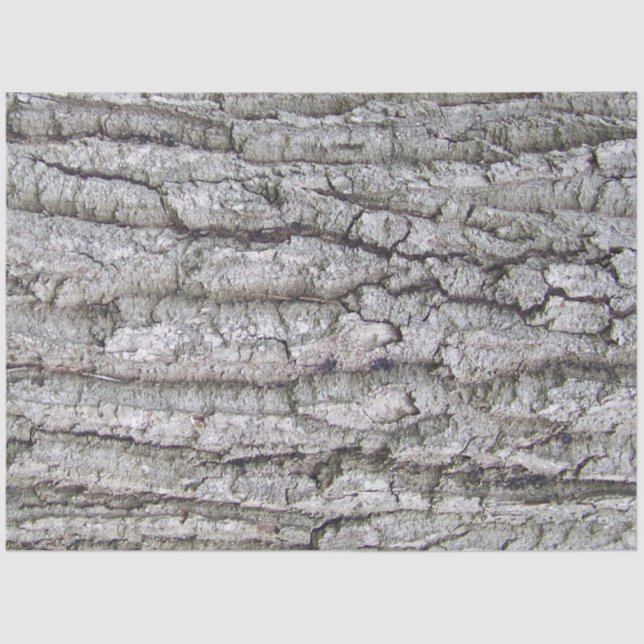 Papier Mousseline Arbre 5 - Écorce de chêne (Recto)