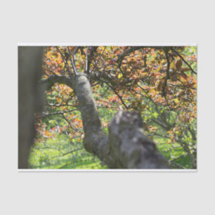 Papier Mousseline Arbre dans la photographie d'automne