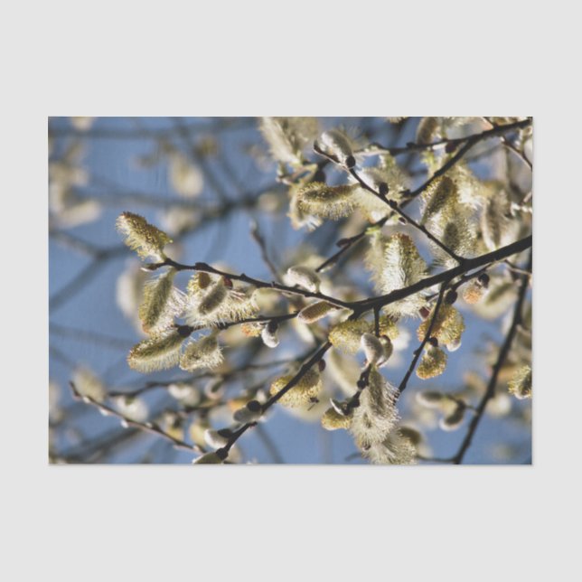 PAPIER MOUSSELINE ARBRE SAUVAGE (Recto)