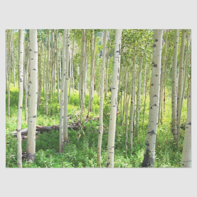 Papier Mousseline Arbres d'Aspen (Recto)