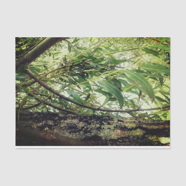 Papier Mousseline Arbres de jungle (Recto)