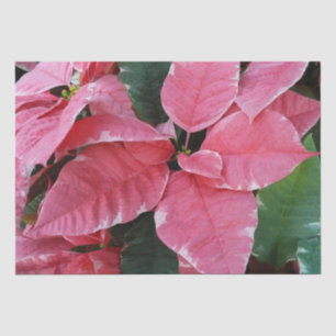 Papier Mousseline Argent Star Marbre Poinsettias Pink Holiday Floral