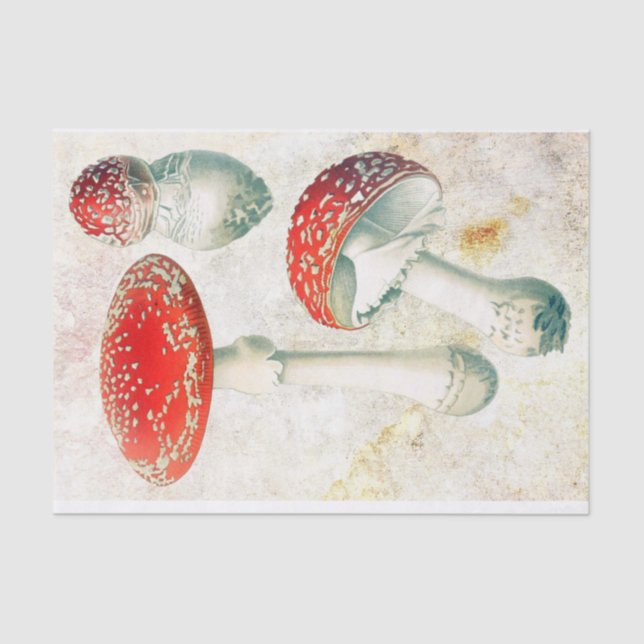 Papier Mousseline Arrière - plan affligé de champignon rouge morel (Recto)