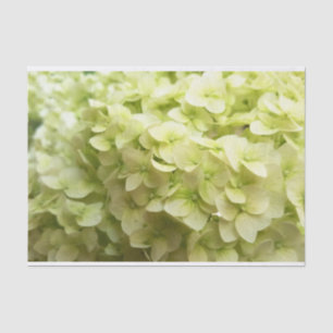 Papier Mousseline Arrière - plan blanc de fleur d'hortensia