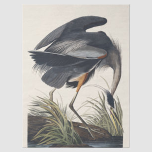 Papier Mousseline Art de la nature de l'aigrette bleue d'Audubon vin