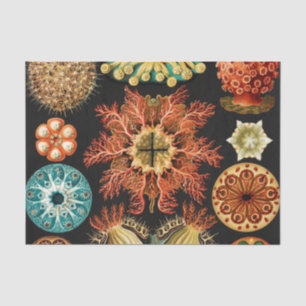 Papier Mousseline Ascidiae, Seescheiden Marine Life par Ernst Haecke
