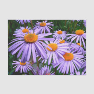 Papier Mousseline Asters pourpres