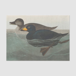 Papier Mousseline Audubon American Scoter Duck Classic