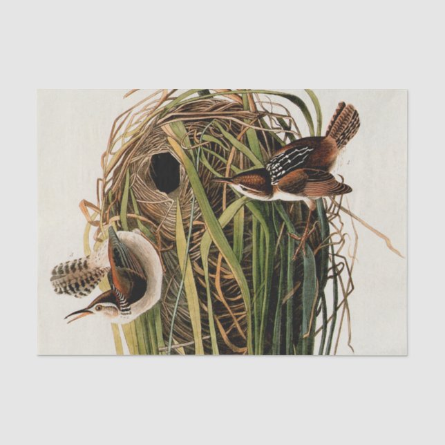 Papier Mousseline Audubon Marsh Wren Bird Art (Recto)