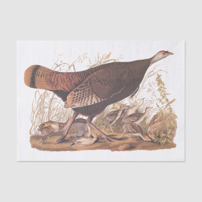 Papier Mousseline Audubon Turquie Hen et poussins à l&#x27;automne (Recto)