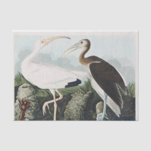 Papier Mousseline Audubon White lbis Bird Wildlife Painting